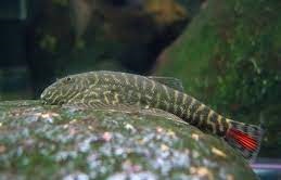 Borneo Red Tail Loach SK02