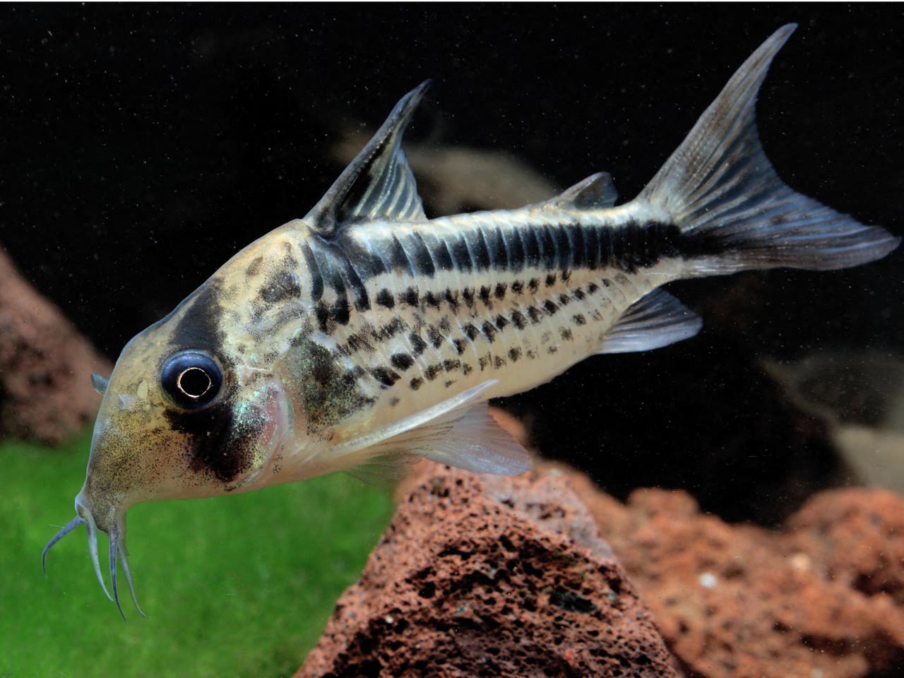 Brochis Loxozonus (Ex Coridora Loxozonus )