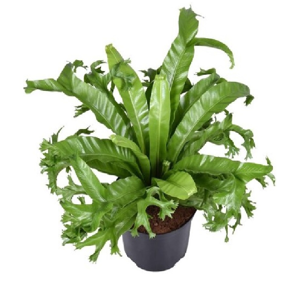 ASPLENIUM NIDUS "CRISSIE" M12