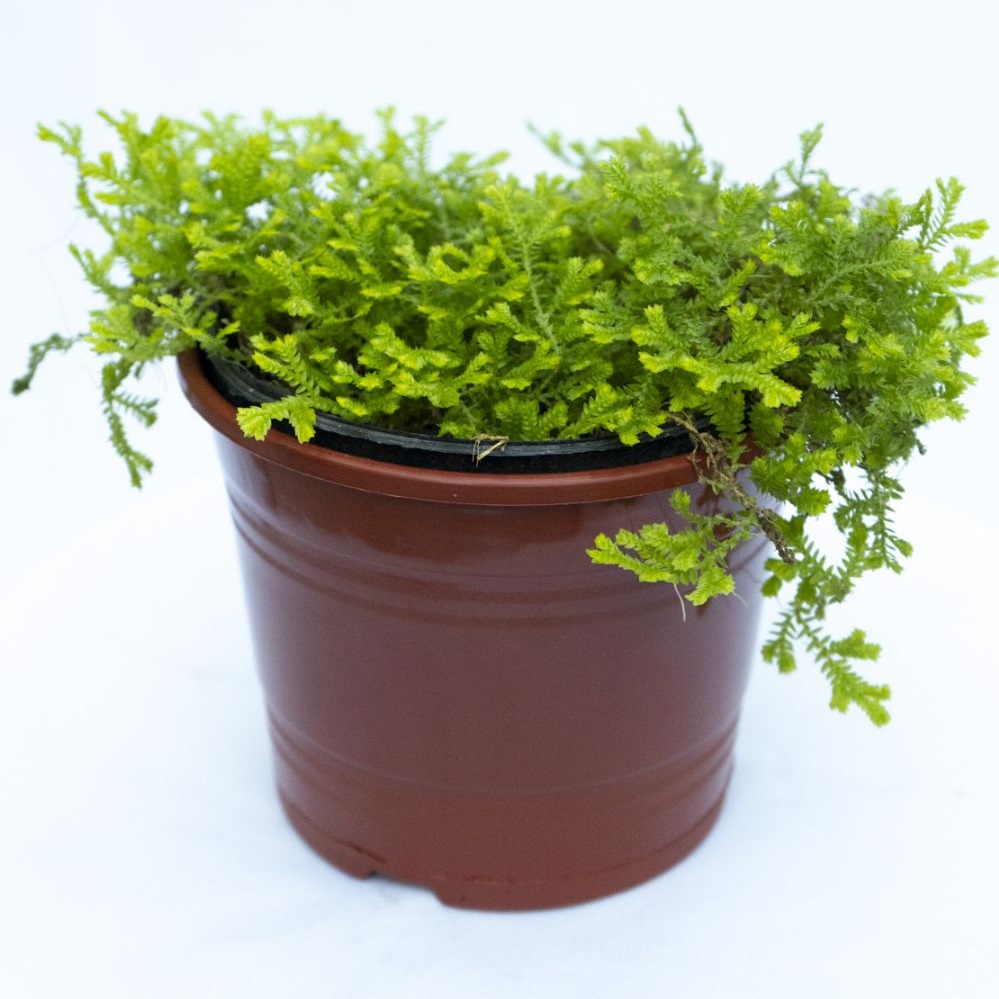 LICOPODIUM M12