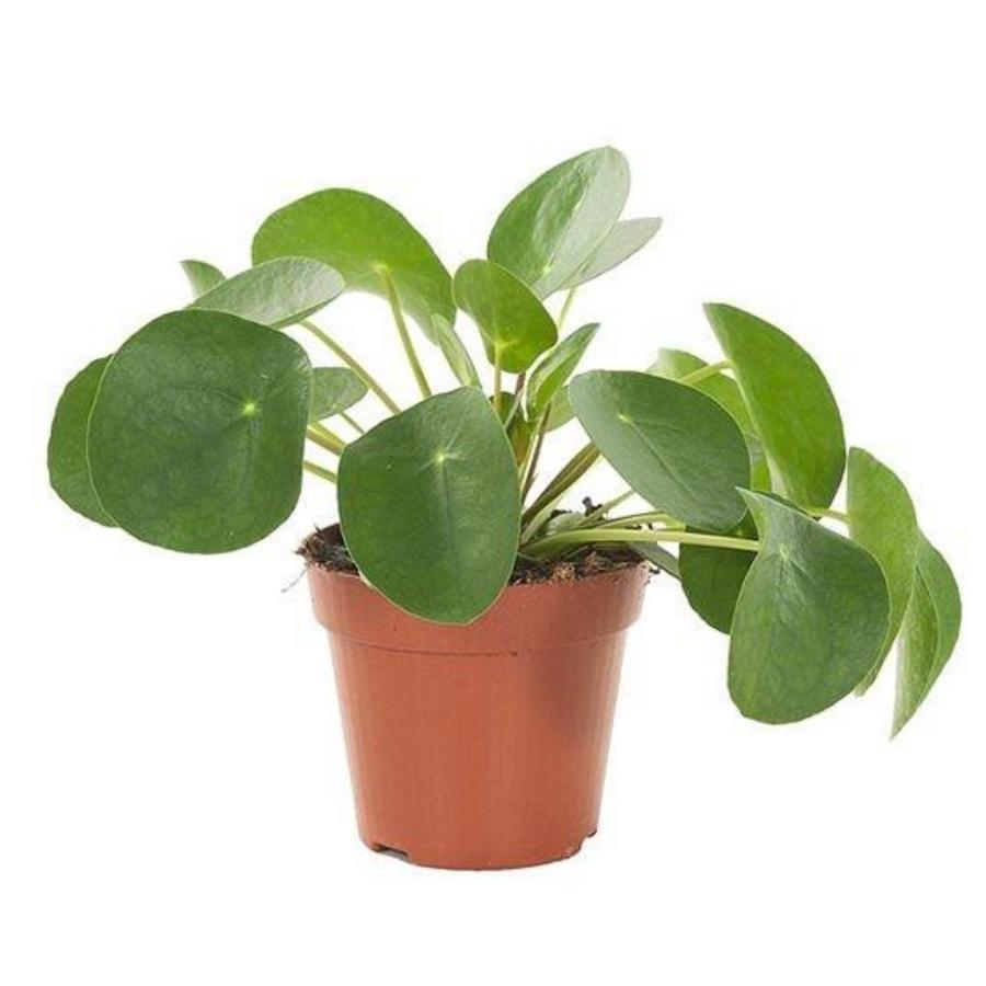 PILEA PEPEROMIOIDES M12