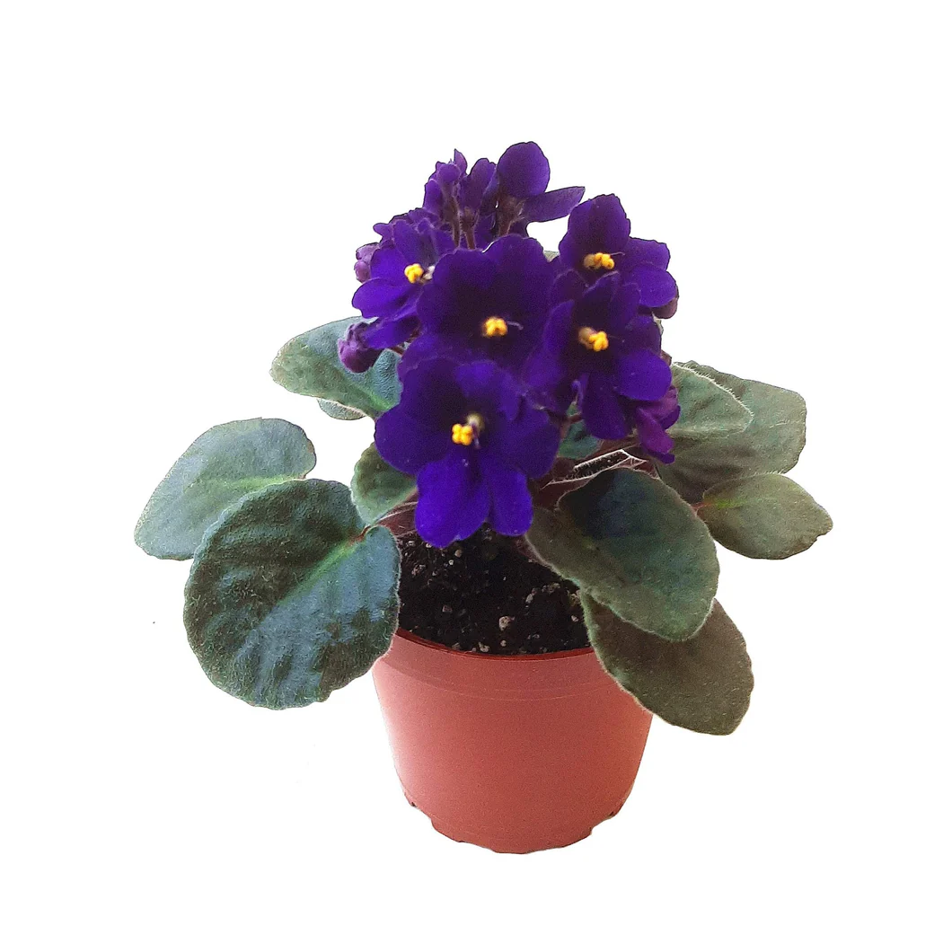 SAINTPAULIA IONANTHA M12