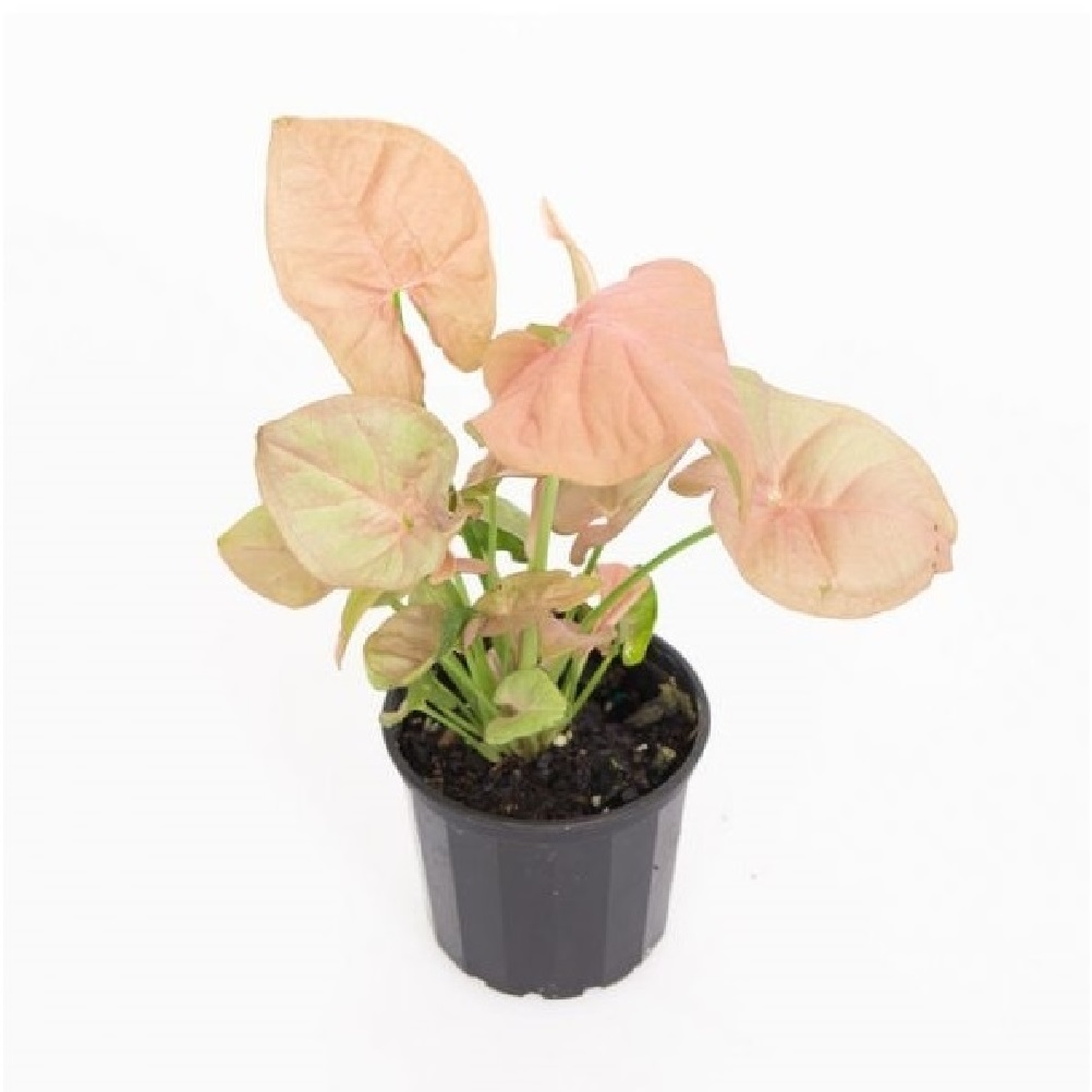 SYNGONIUM ROSADO M12