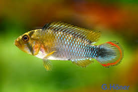 Apistogramma Panduro Wild Full Color Casal