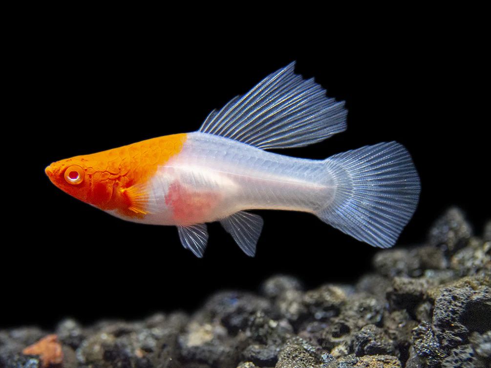 Platy Tancho