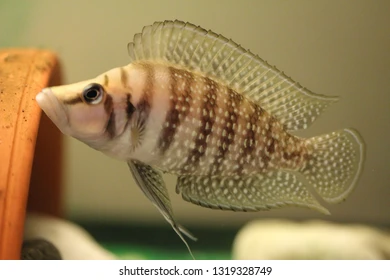 Altolamprologus Calvus White