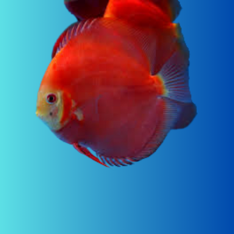 Discus Red Ninja