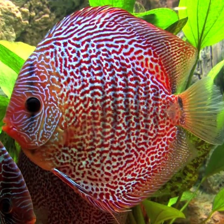Discus Leopard