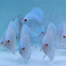 Discus Blue Angel