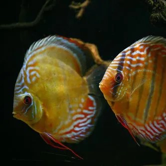 Discus Red Nhamunda