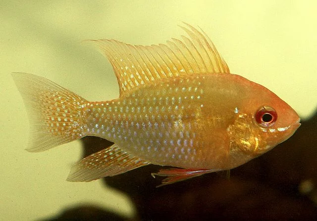Ramirezi Golden Pearl