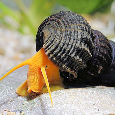 Caracol Elefante Naranja