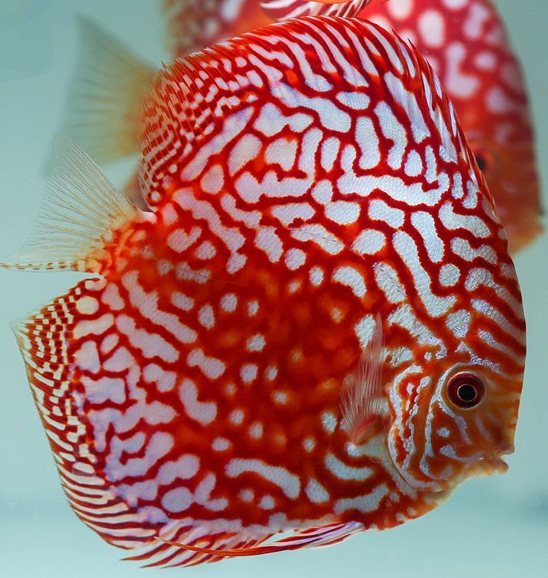 Discus Red Panda Grado A