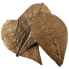 ALPHA PET HOJAS DE ALMENDRO X 5