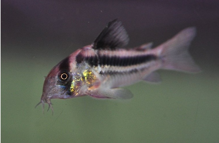 Hoplisoma CW169 (Corydora cw169)