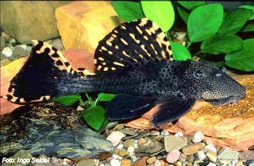 Leporacanthicus Tractis L091
