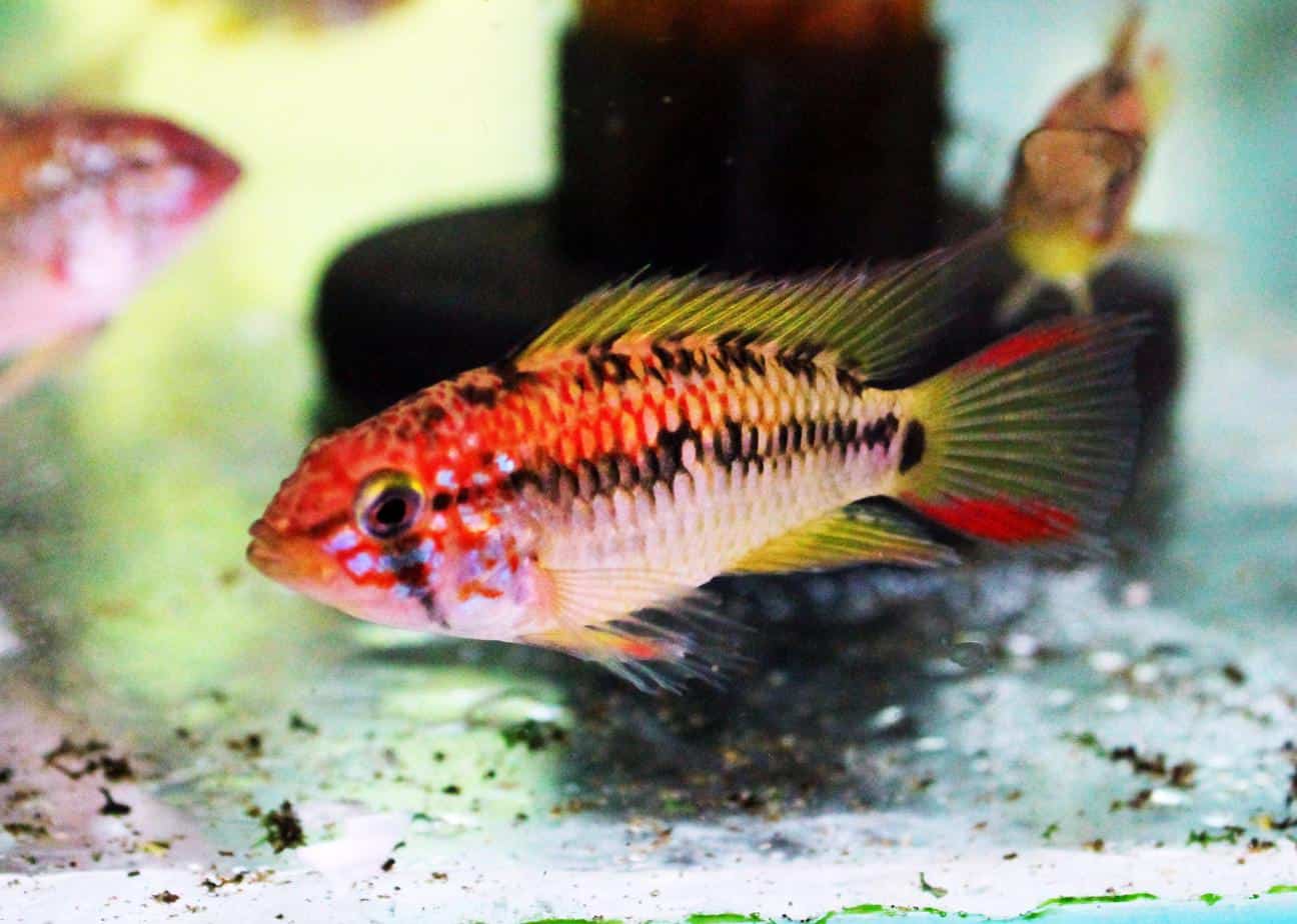 Apistogramma Viejita Redneck Casal