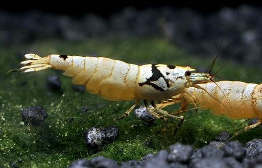 Caridina Black Mosura