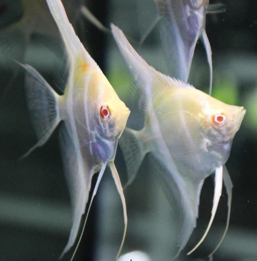 Scalar Danthum Albino 