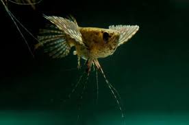 Pez Mariposa Africano