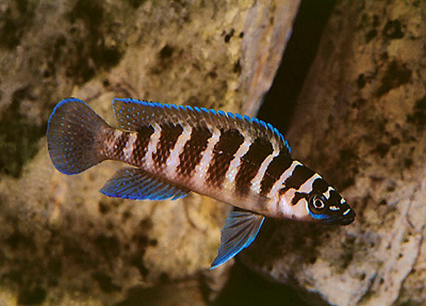 Lamprologus Cilindricus