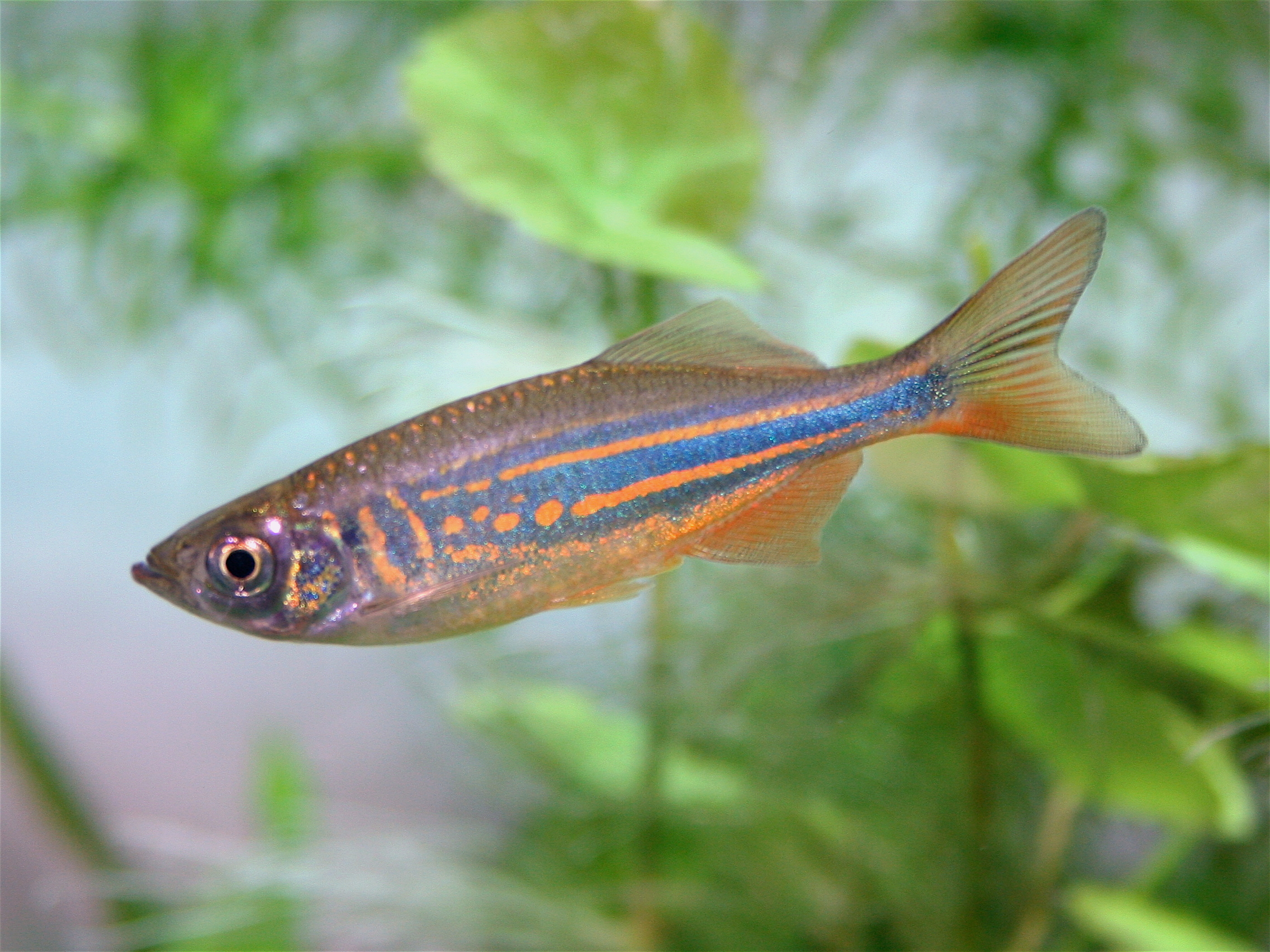 Danio Gigante
