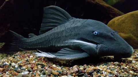 Pleco De Ojos Azules Suttoni