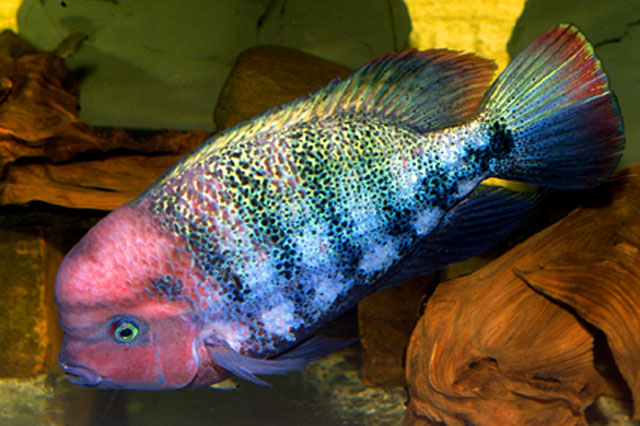 Vieja Fenestratum