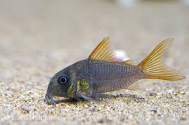 Hoplisoma Concolor (Ex Coridora concolor)