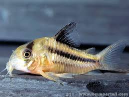 Hoplisoma Axelrodi (Ex Coridora axelrodi)