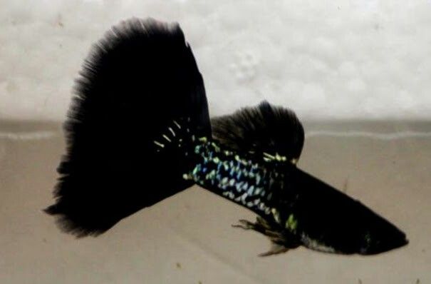 Lebiste Black Metallic Macho