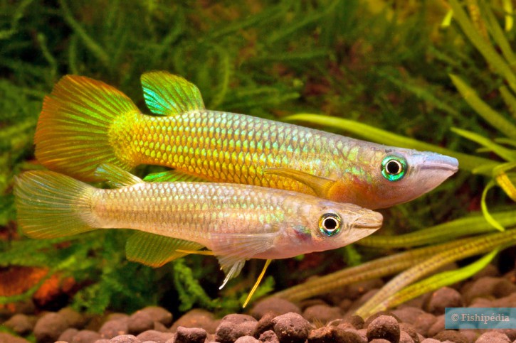 Yellow Panchax Casal