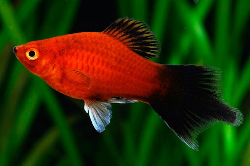 Platy Pincel