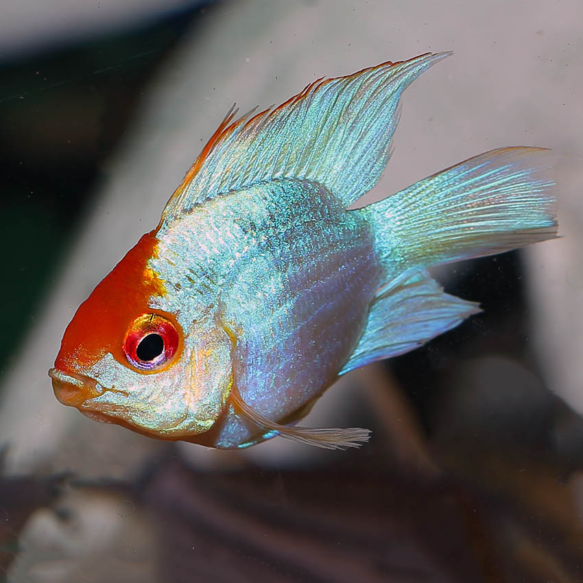 Ramirezi Electric Blue Ballon Golden Head