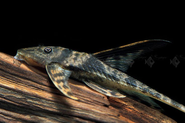Loricaria Hi Dorsal Fin