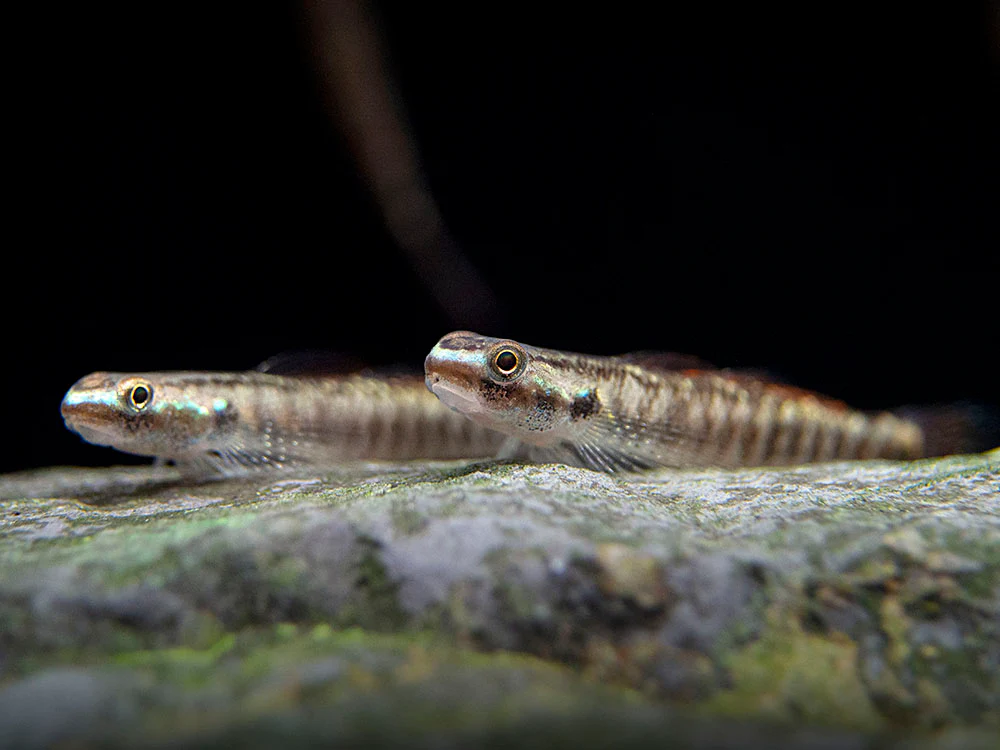 Gobio Pelewensis