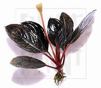 BUCEPHALANDRA DARK ACHILES B8