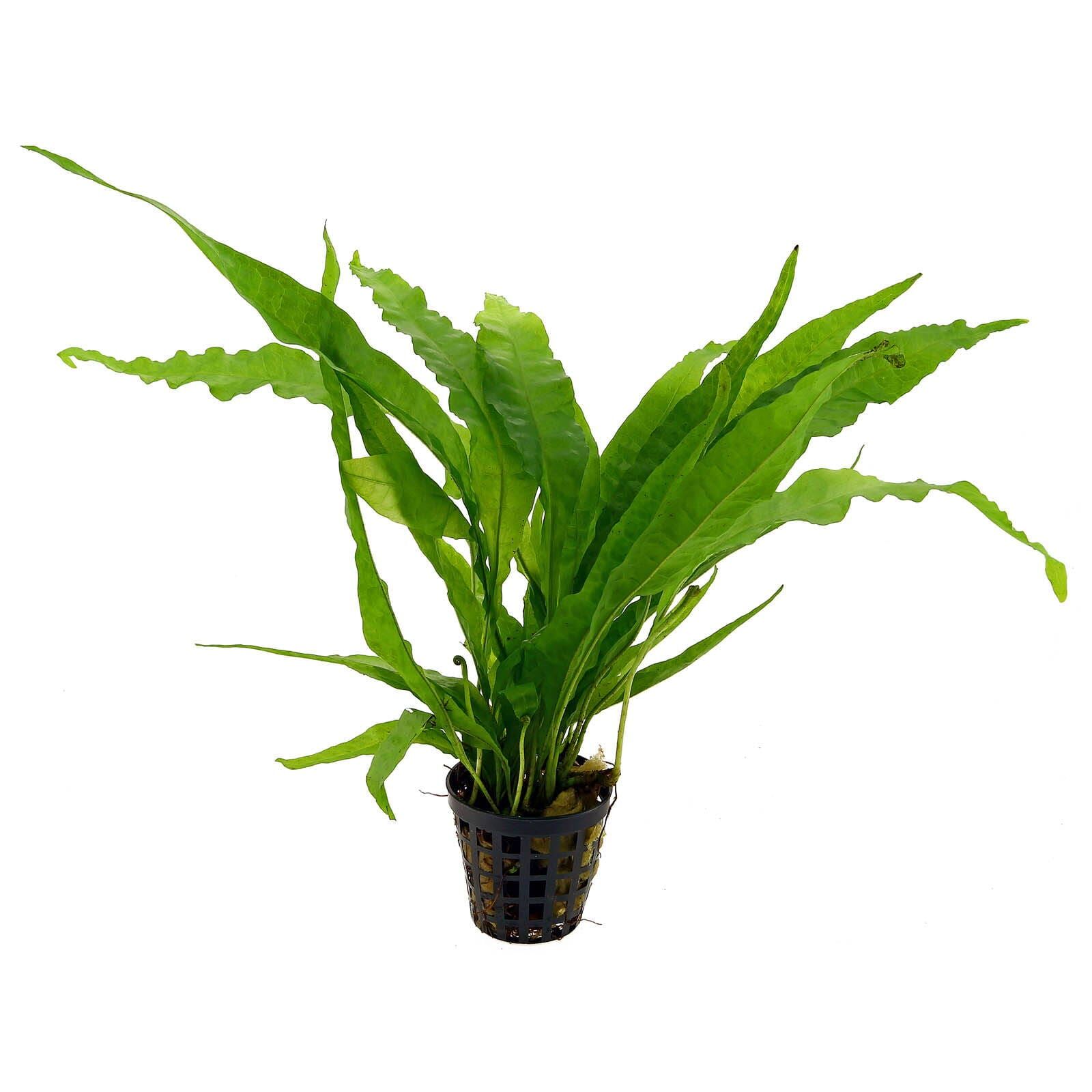 Microsorum pteropus Long Leaf