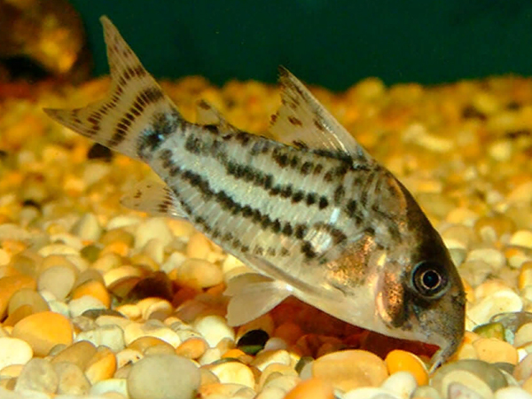 Hoplisoma Schwarzii (Ex Coridora Schwarzii )
