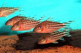 Brochis Robineae (Ex Coridora Robineae)