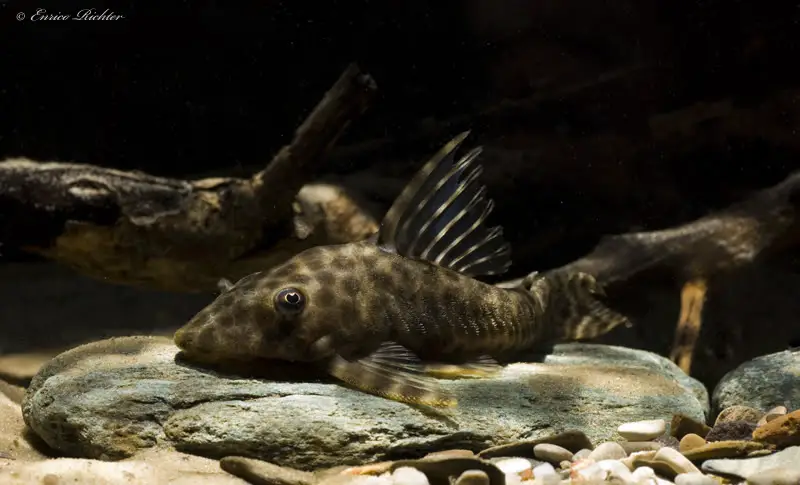 Pleco Bola l146