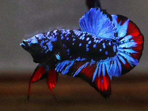 Betta PK Avatar Nebula Macho