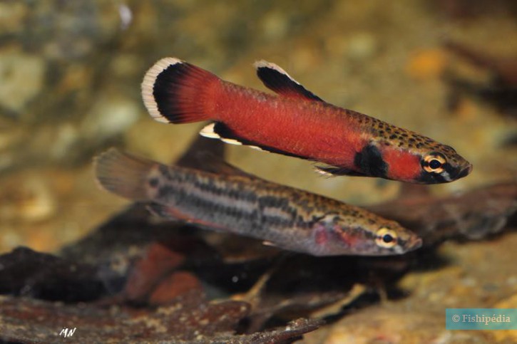 Betta Albimarginata Casal