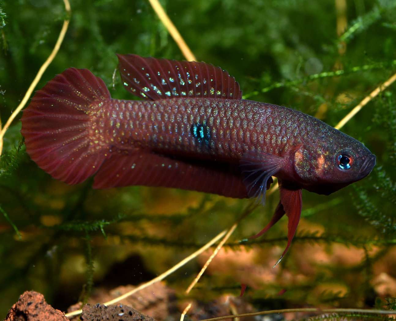 Betta Uberis Casal
