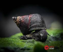 Caracol Rabbit Triángulo