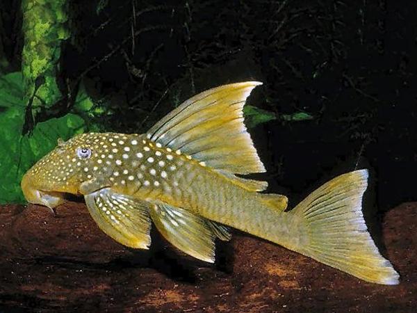 L200A Pleco Green Hi Finn