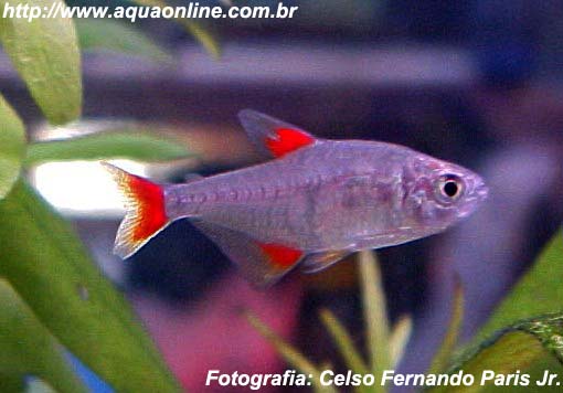 Tetra Bifasciatus