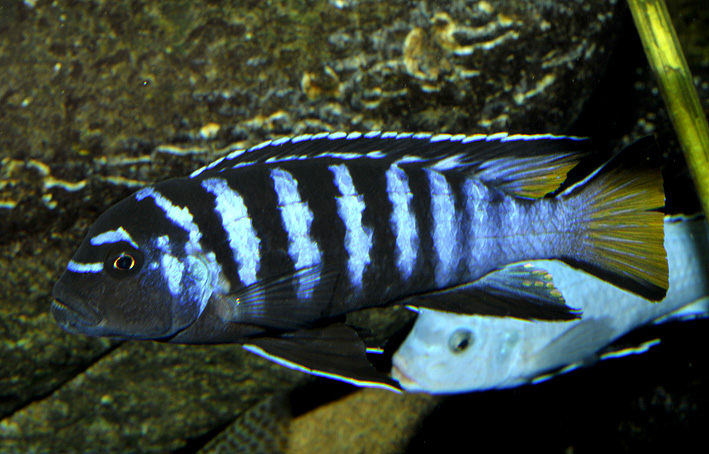 Mpanga