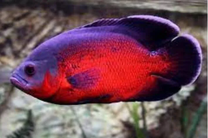 Astronotus Red Rubi