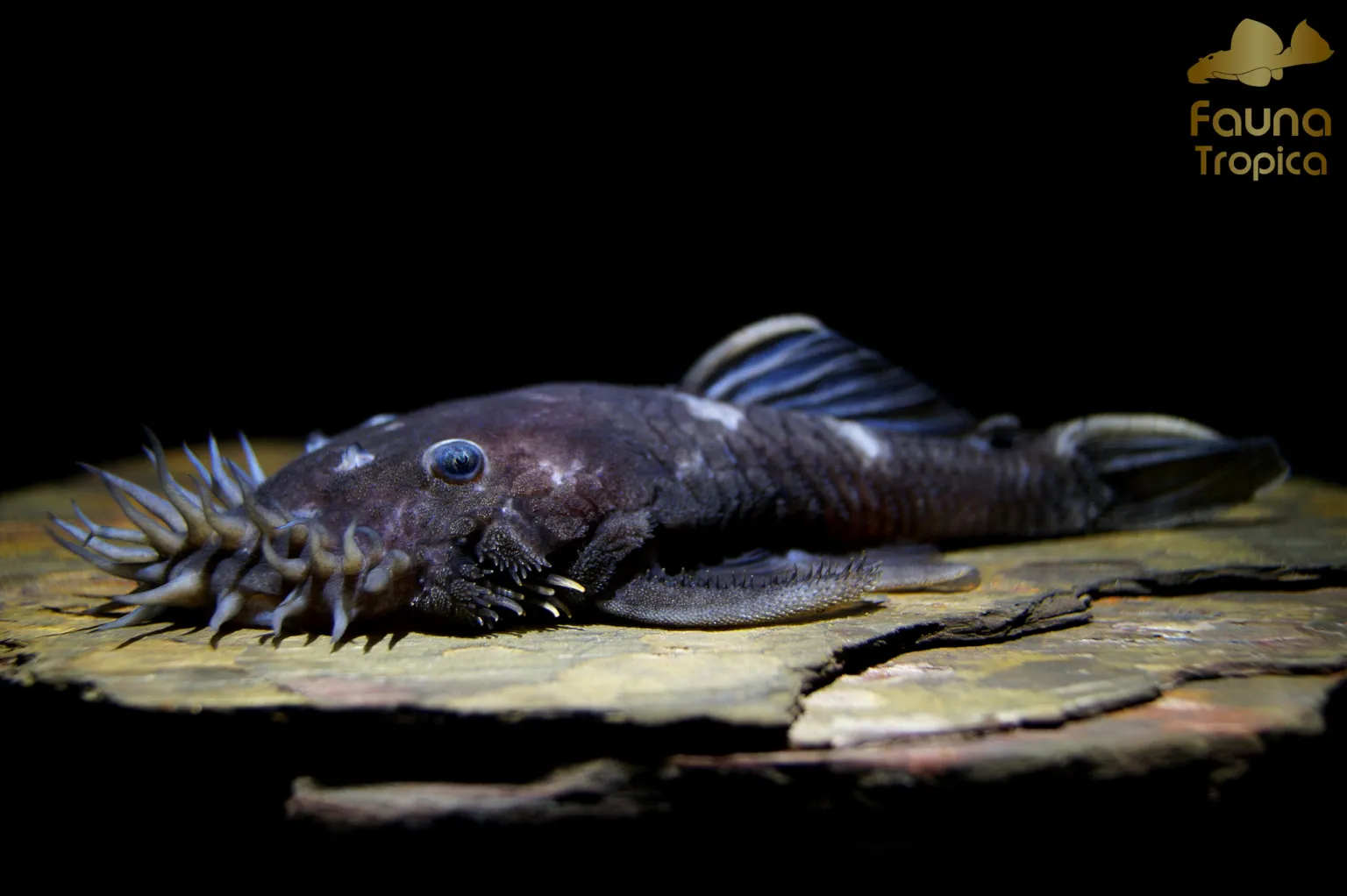L34 Ancistrus Ranunculus
